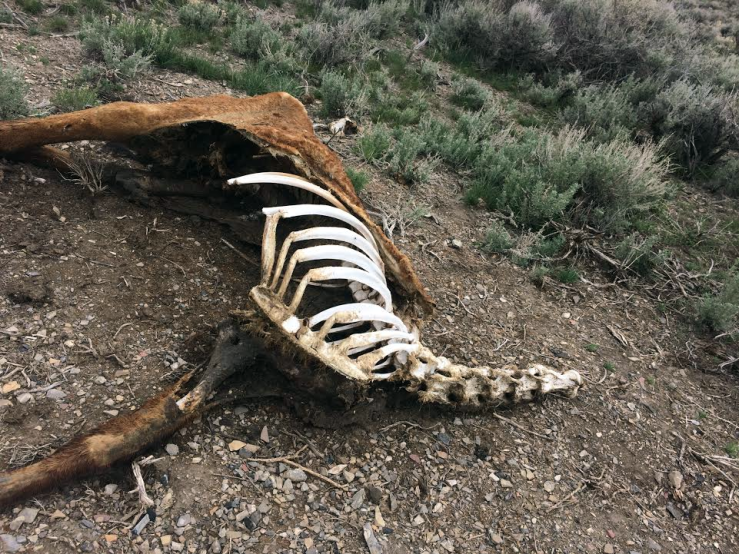 The headless remains of a Mustang found in northern Nevada taken by a student while on a geological field trip in the Austin area. May 2017.