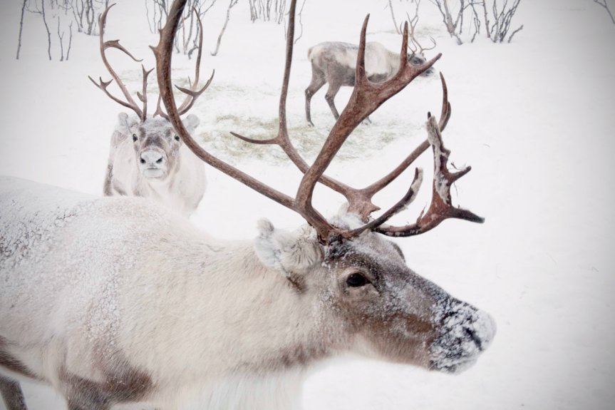 reindeer100-001