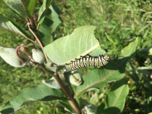 Monarch catepillar enjoying a milkweed feast--they know the good stuff when they see it!