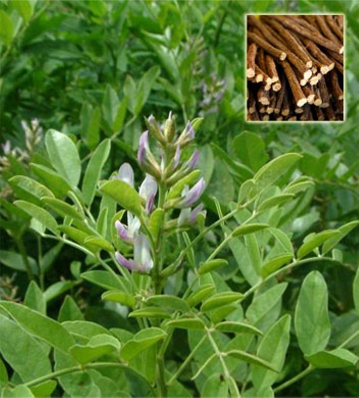 What Is Licorice Root?