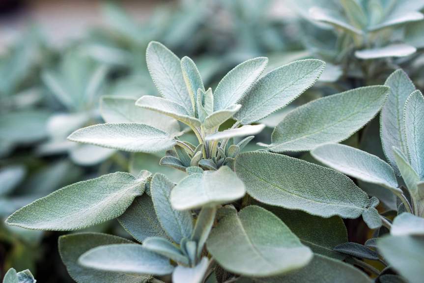 A Powerful Stimulant For Body And Mind: Sage Oil