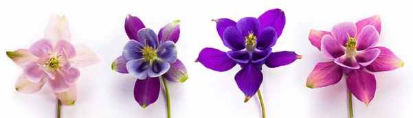 four-assorted-color-petal-flowers_Columbine flowers via Pikrepo